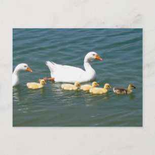 Cartão Postal Presentes de Destino
