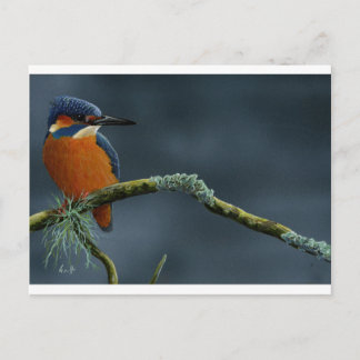 Cartão Postal Presentes de Kingfisher Brilhantes