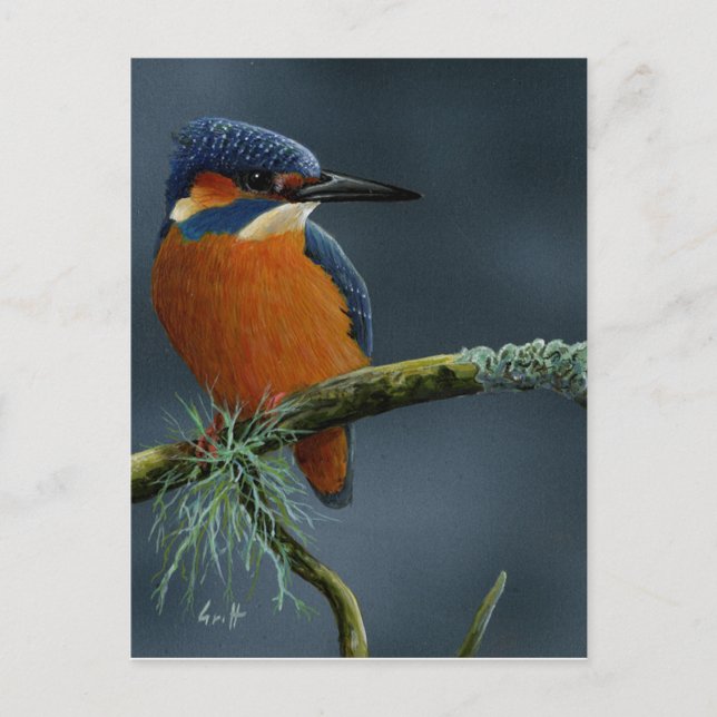Cartão Postal Presentes de Kingfisher Brilhantes (Frente)