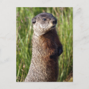 Cartão Postal Presentes de Marmote Amarelo