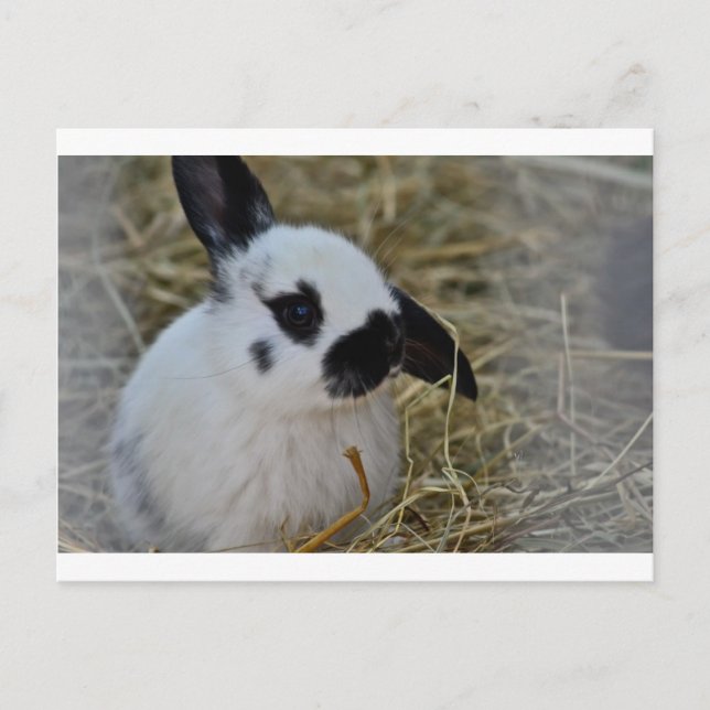 Cartão Postal Presentes de Partido (Frente)