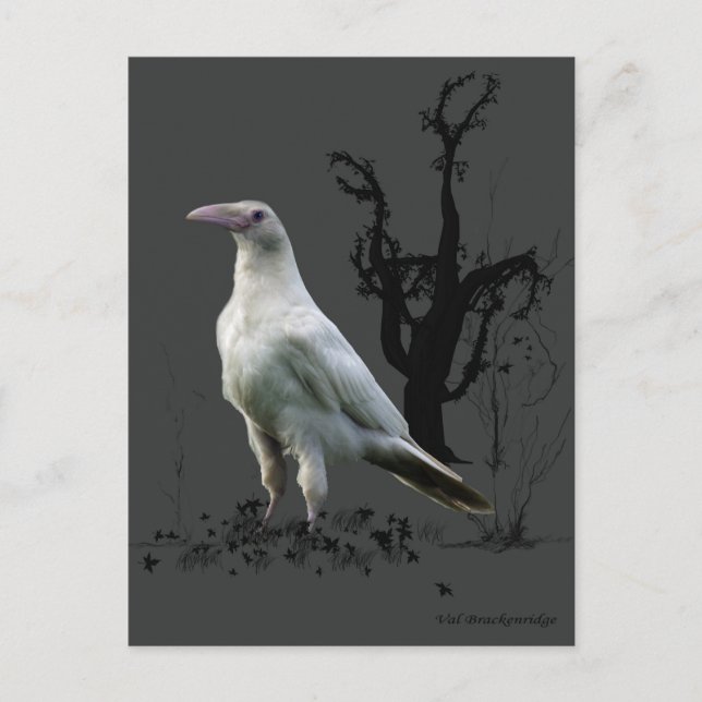 Cartão Postal Presentes de "Rare White Raven" (Frente)