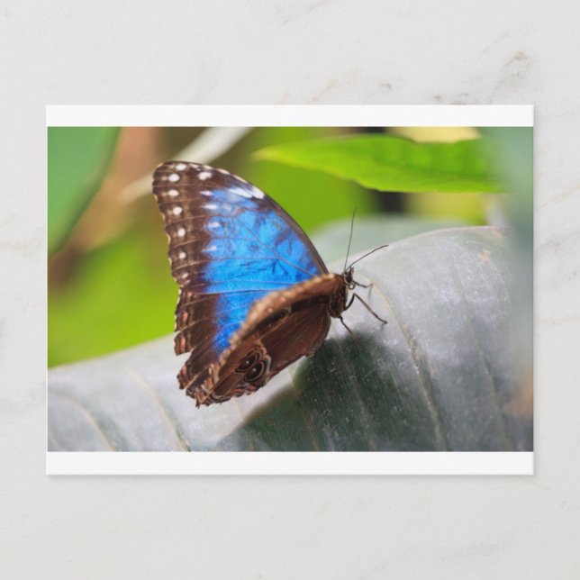 Cartão Postal Presentes do Destino (Frente)