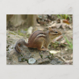 Cartão Postal Presentes do Parque Nacional das Fontes Quentes do