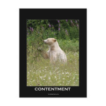 Presentes do Urso Espirituoso