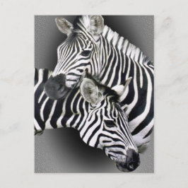 Cartão Postal Presentes Engêmeos Zebra