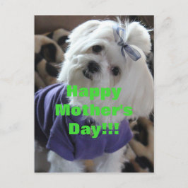 Cartão Postal Presentes Malteses