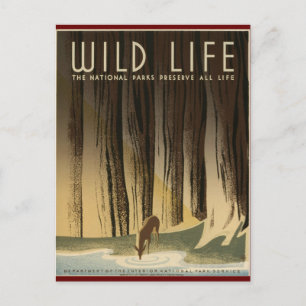 Cartão Postal Preservar a vida selvagem