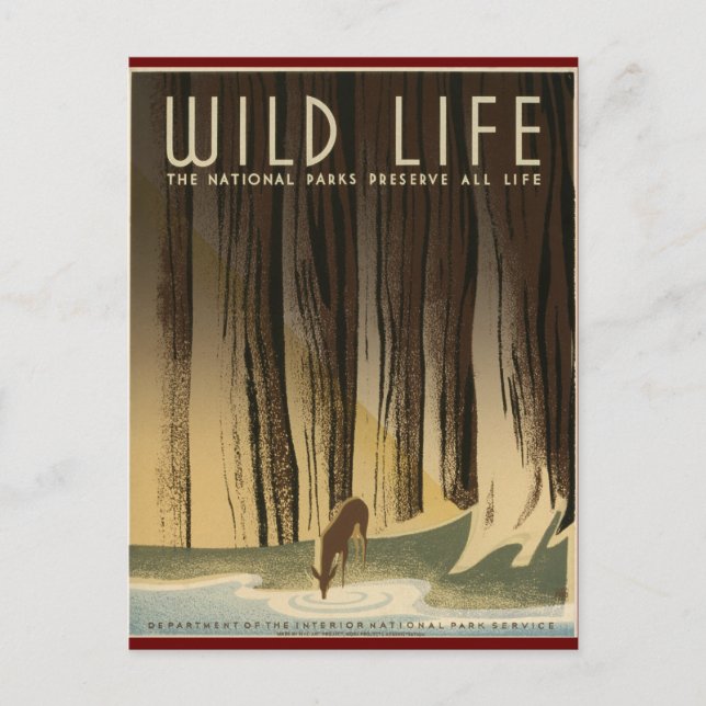 Cartão Postal Preservar a vida selvagem (Frente)