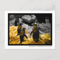 Pressão pelos pares na fotografia de Penguins na f