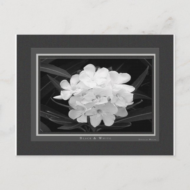 Cartão Postal Preto & Branco (Frente)