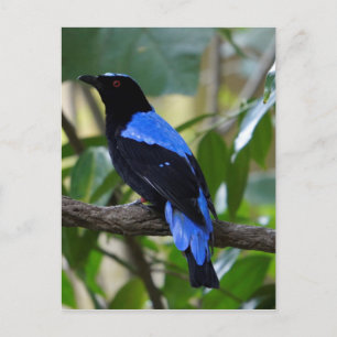 Cartão Postal Preto e Azul