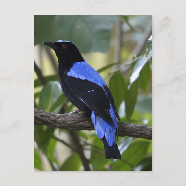 Cartão Postal Preto e Azul (Frente)