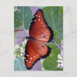 Cartão Postal Preto e branco e vermelho All Over