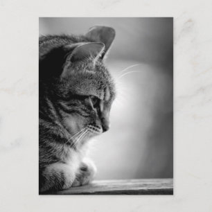 Cartão Postal Preto e Branco Meditantes de Gatos