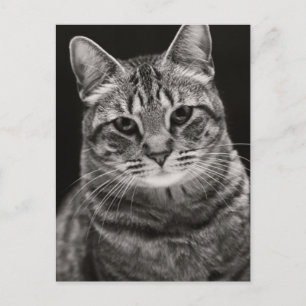 Cartão Postal Preto Tabby Kitten