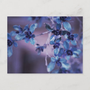 Cartão Postal Pretty In Purple Postcard