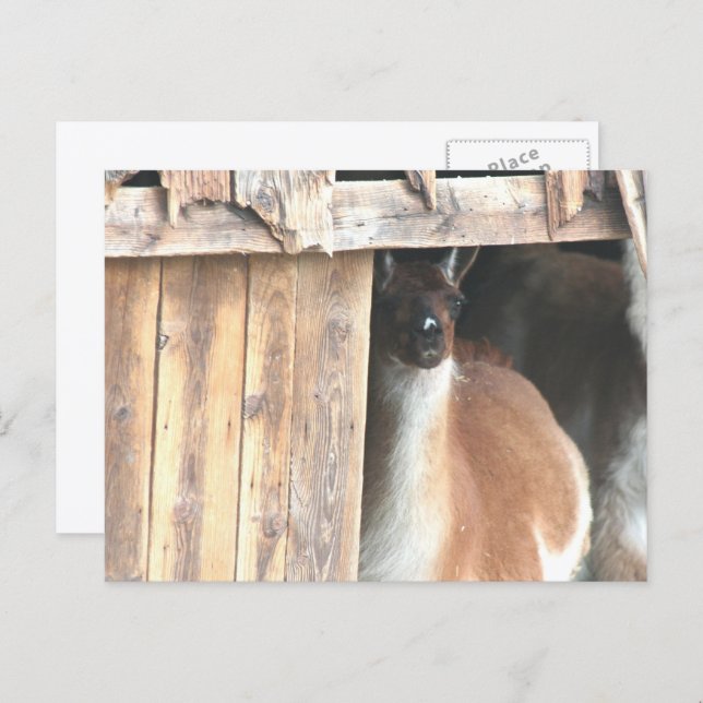 Cartão Postal Pretty Llama Farm Animal Personalized (Frente/Verso)