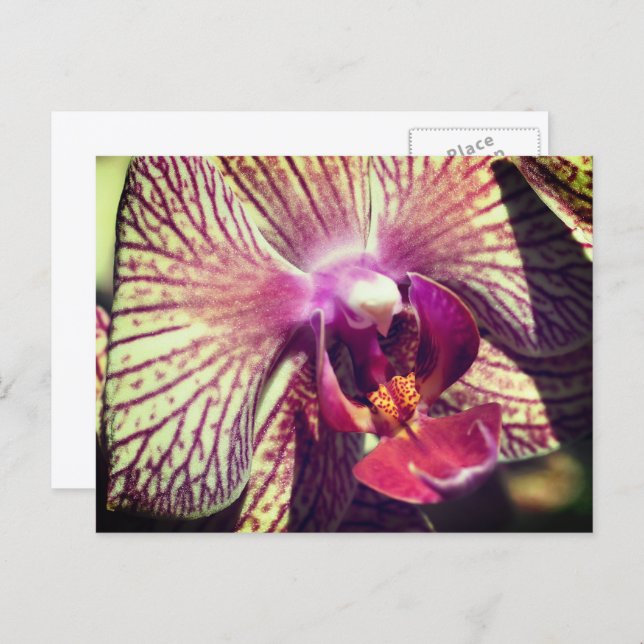 Cartão Postal Pretty Orchid Flower Personalized (Frente/Verso)