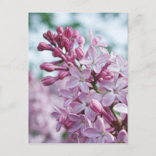Cartão Postal Pretty Purple Lilacs