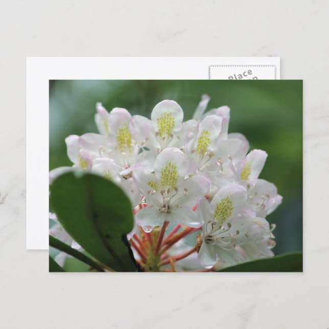 Cartão Postal Pretty White Azalea Flower Photography  (Frente/Verso)