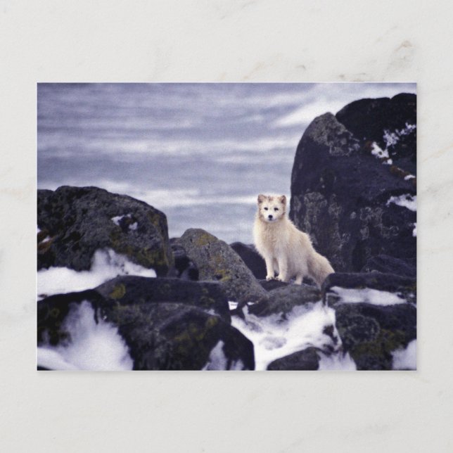 Cartão Postal Pribilof Island Oil Derramar, M/V Citrus 1996 Árti (Frente)