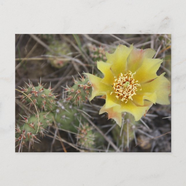 Cartão Postal Prickley Pear (Frente)
