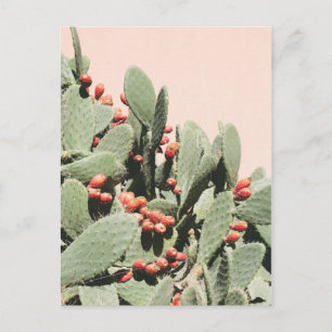 Cartão Postal Prickley Pear Cactus