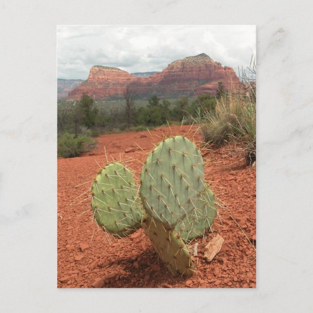 Cartão Postal Prickly pear cactus in Sedona, Arizona - Postcard (Frente)
