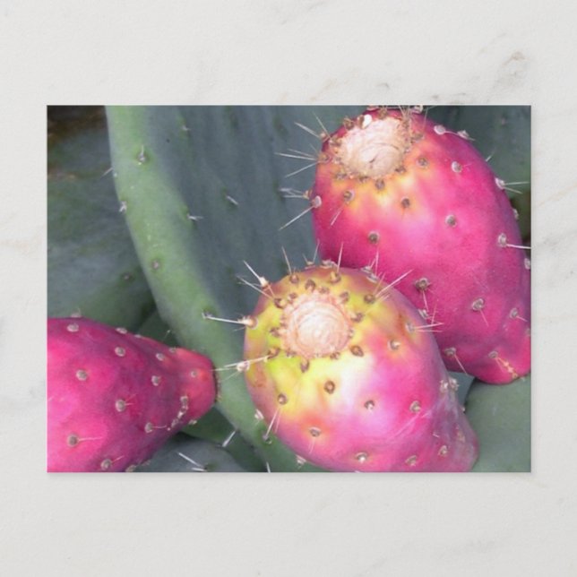 Cartão Postal Prickly Pear Post Card (Frente)