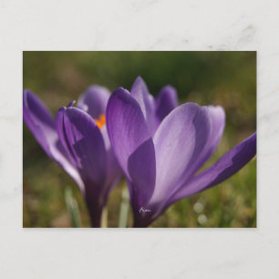 Cartão Postal primavera