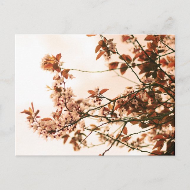 Cartão postal primavera (Frente)