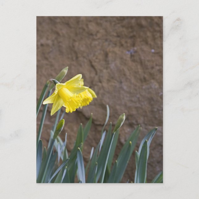 Cartão Postal Primavera! (Frente)