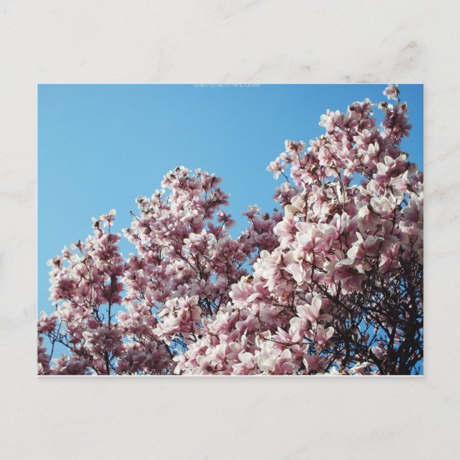 Cartão Postal primavera (Frente)