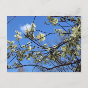 Cartão Postal Primavera