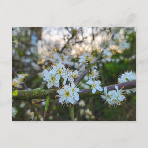 Cartão Postal Primavera