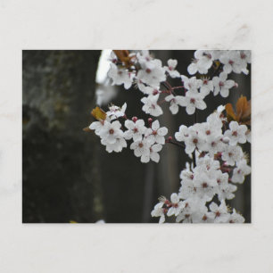Cartão Postal Primavera