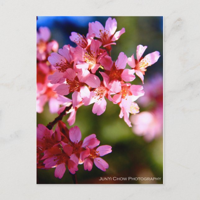 Cartão Postal Primavera (Frente)