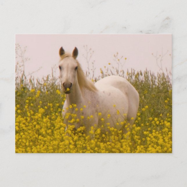 Cartão Postal Primavera (Frente)