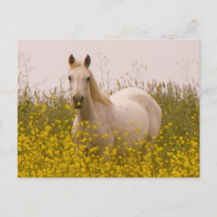 Cartão Postal Primavera