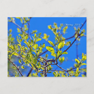 CARTÃO POSTAL PRIMAVERA