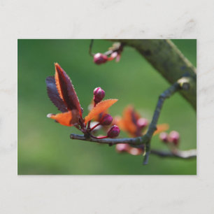 Cartão Postal Primavera