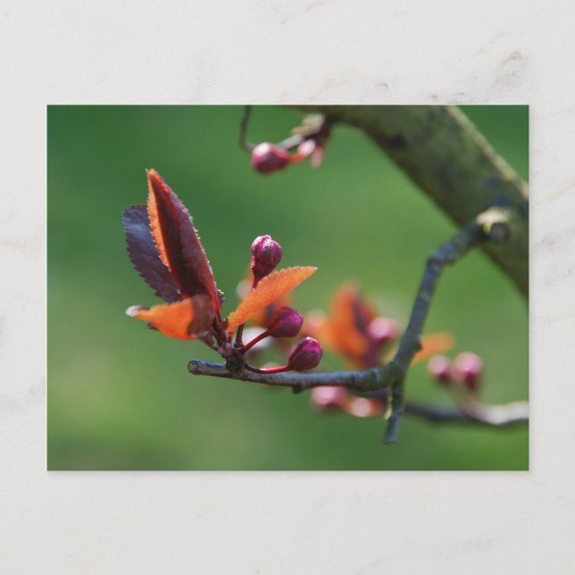 Cartão Postal Primavera (Frente)