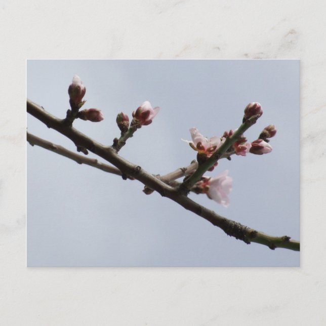 Cartão postal primavera (Frente)