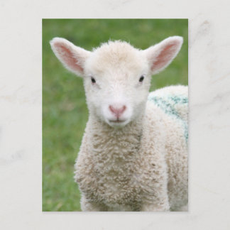 Cartão Postal Primavera