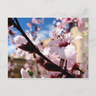 Cartão Postal Primavera