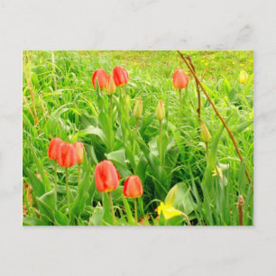 Cartão postal primavera 3