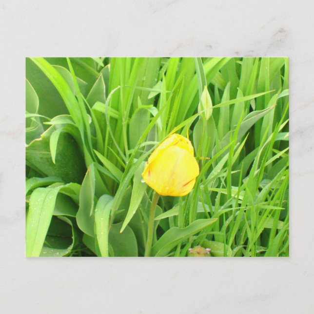 Cartão postal primavera 5 (Frente)