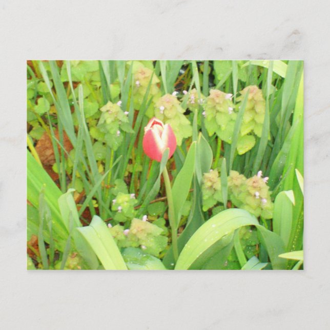 Cartão postal primavera 6 (Frente)