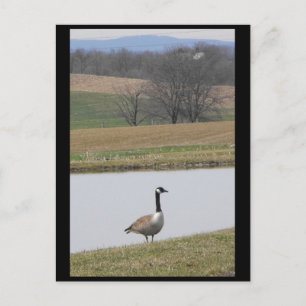 Cartão Postal ~ Primavera 65 ~